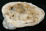 Clam Fossil with Golden Calcite Crystals - #14721-1